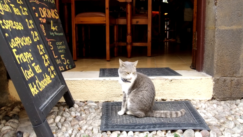 Rodos - Taverna cat