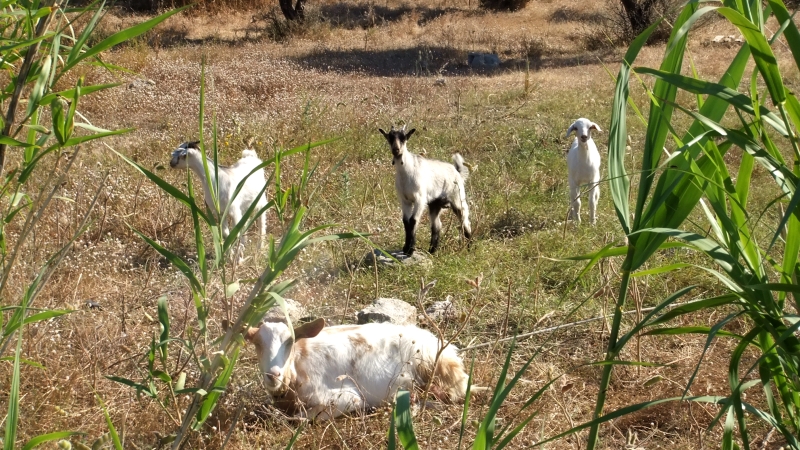 Kos - Goats. Kardamena