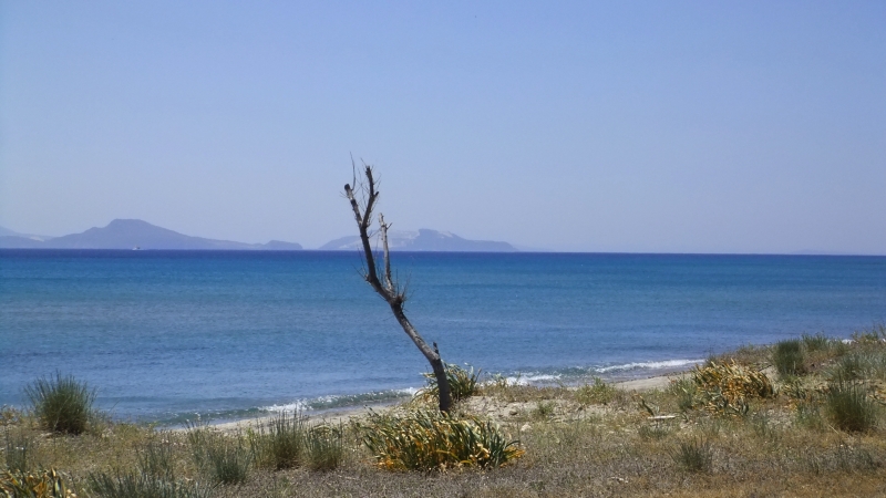 Kos - Tree. Kardamena beach