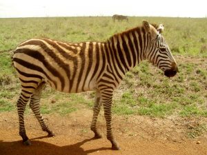 Kenya - National Park, zebra