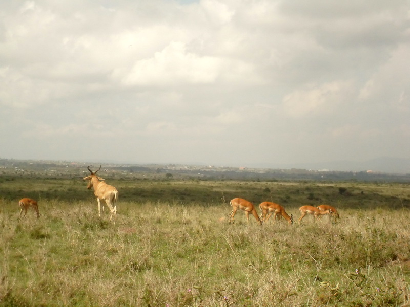 Kenya - National Park, antelope