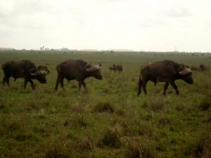 Kenya - National Park, buffalo
