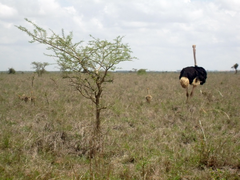 Kenya - National Park, ostrich