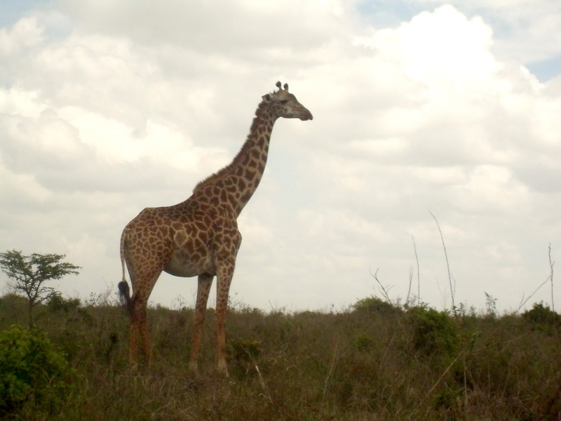 Kenya - National Park, giraffe